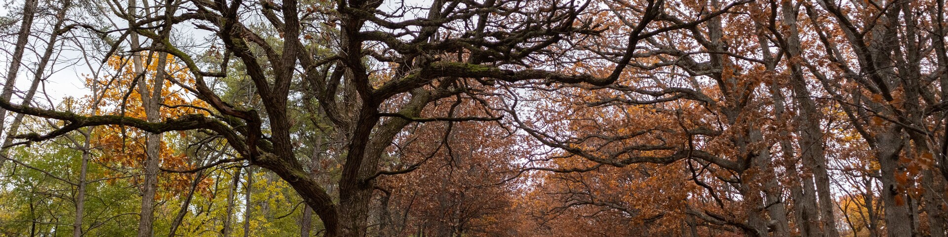 Empty Trail Covered with Leaves and Lined with Colorful Trees during Autumn at the Waterfall Glen Forest Preserve in Lemont Illinois