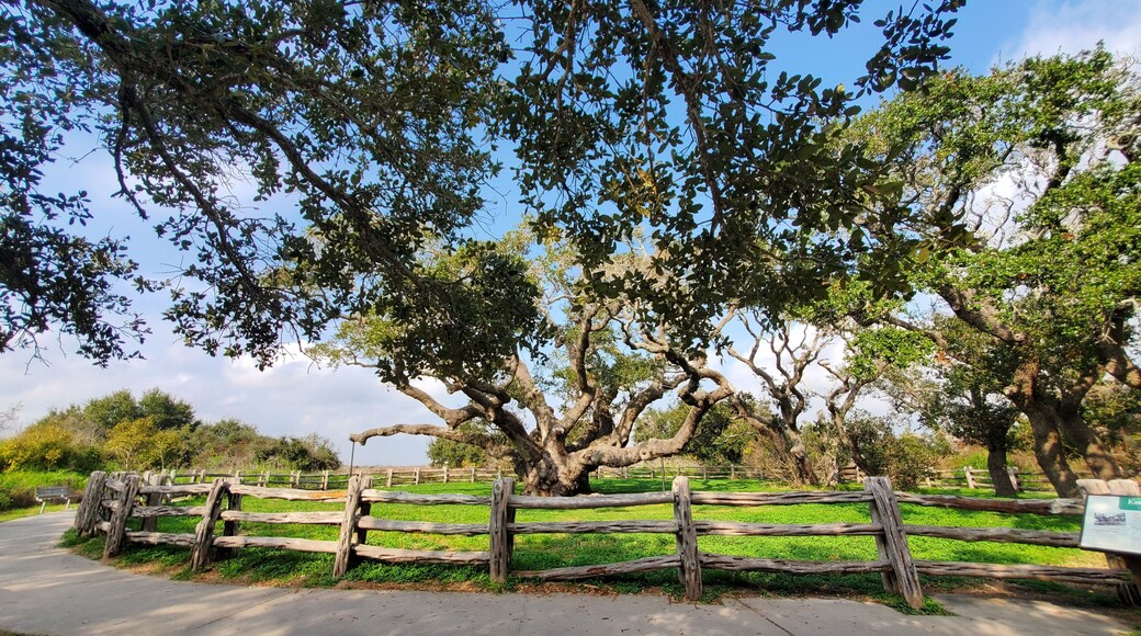 Big Trees fenced off at the Goose Island State Park in Aransas County, Texas.