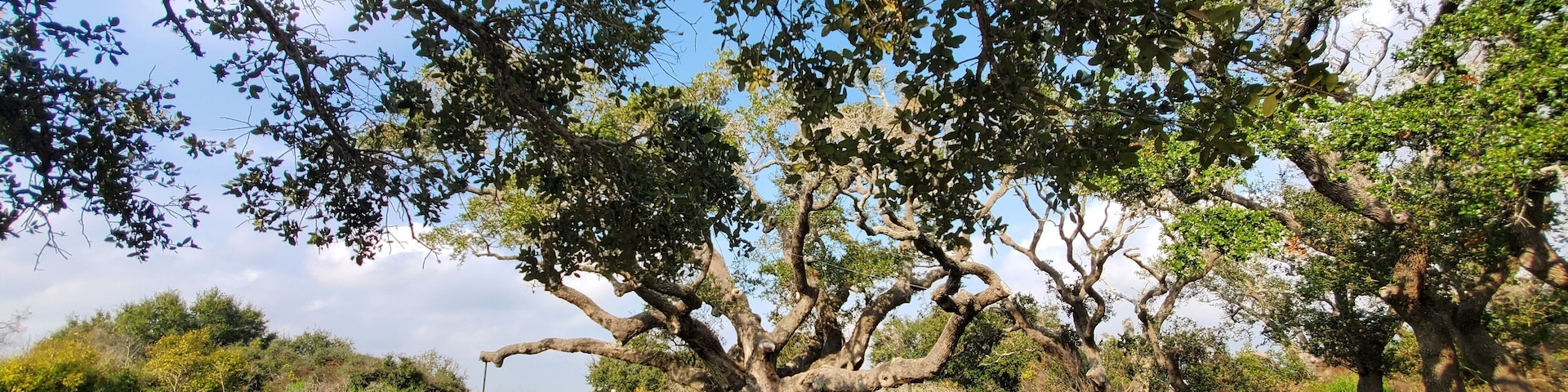 Big Trees fenced off at the Goose Island State Park in Aransas County, Texas.