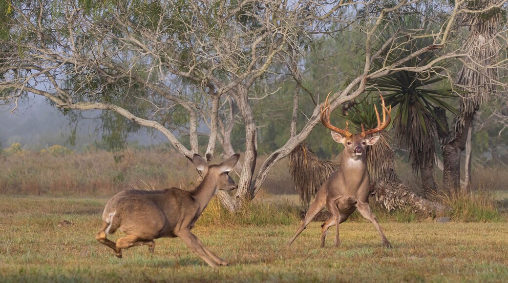 White-tailed Deer (Odocoileus virginianus) male chasing female to breed