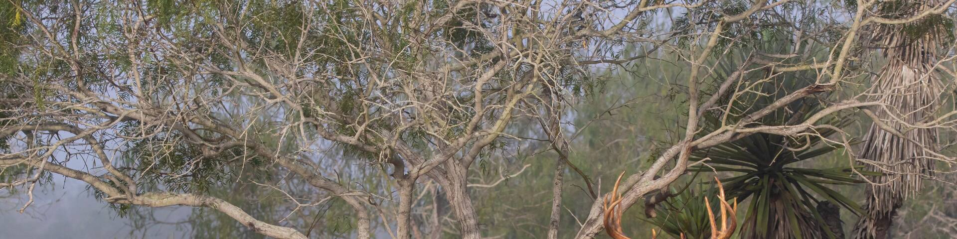 White-tailed Deer (Odocoileus virginianus) male chasing female to breed