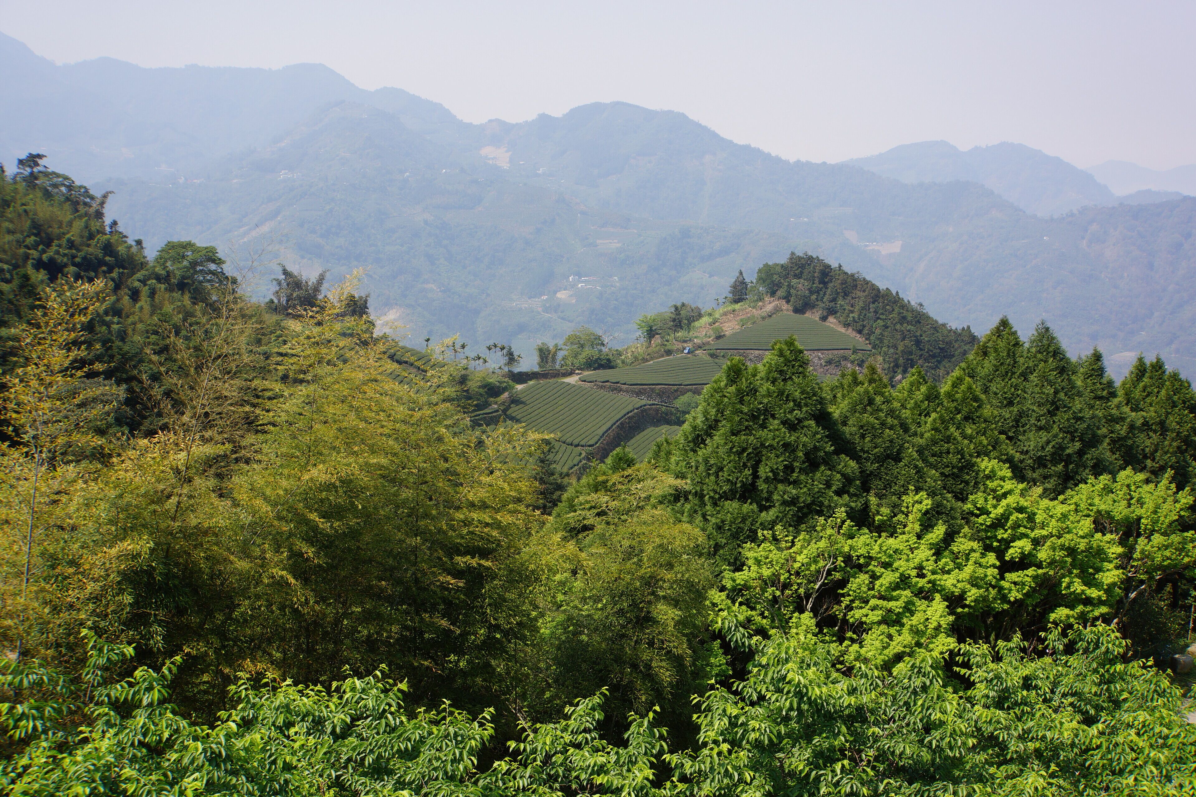 A mountainous landscape with dense forests and terraced fields.