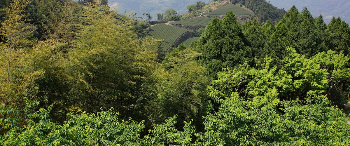 A mountainous landscape with dense forests and terraced fields.