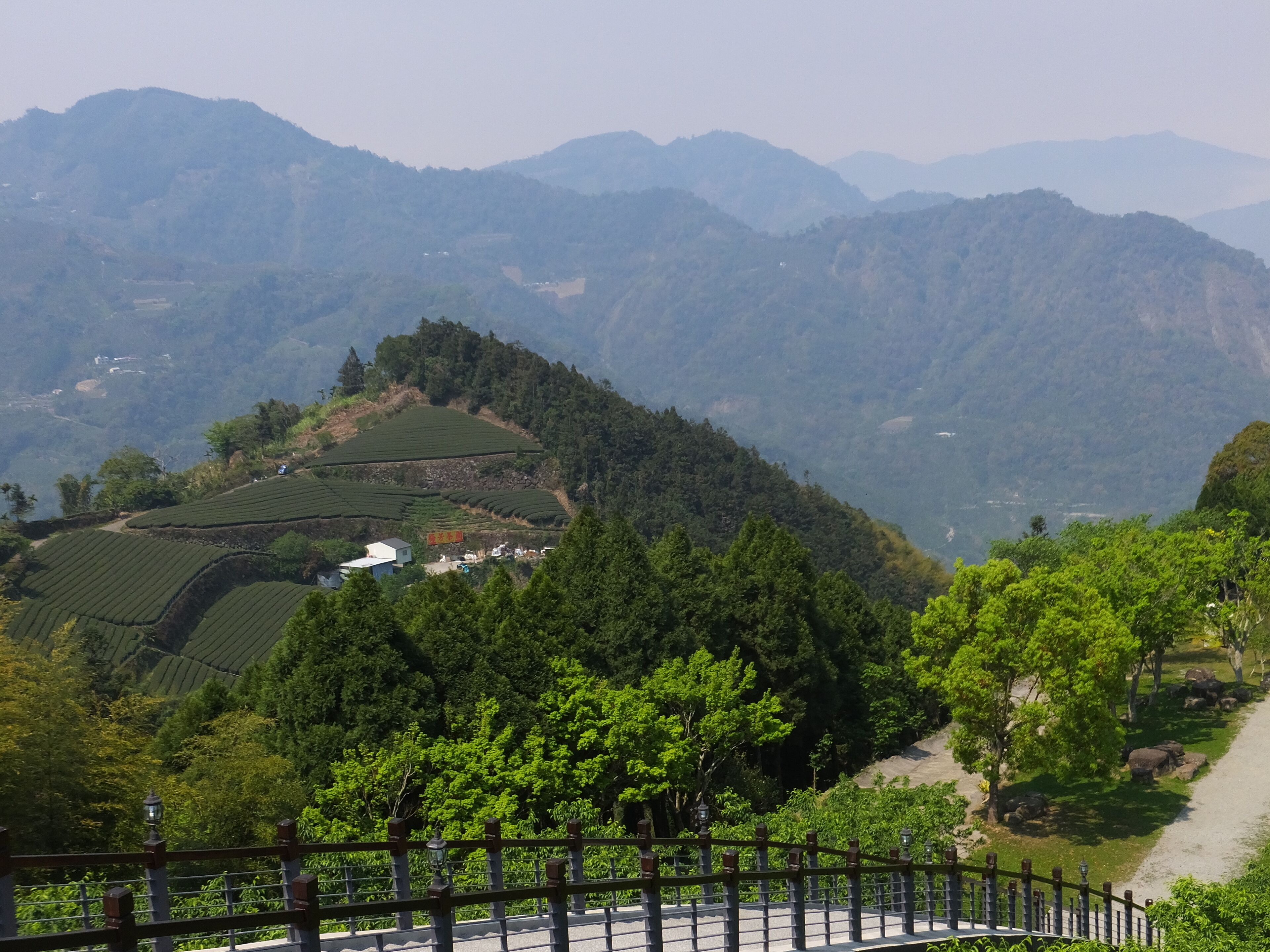 Terraced tea fields, a road, and rolling hills.