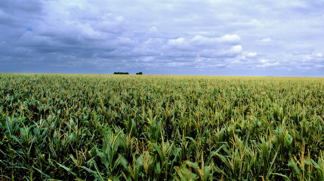 USA, Kansas, Cheyenne County. Cornfields stretch as far as the eye can see in Cheyenne County, Kansas.