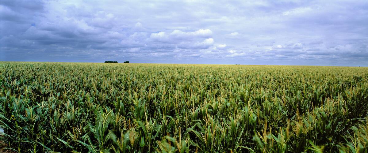 USA, Kansas, Cheyenne County. Cornfields stretch as far as the eye can see in Cheyenne County, Kansas.