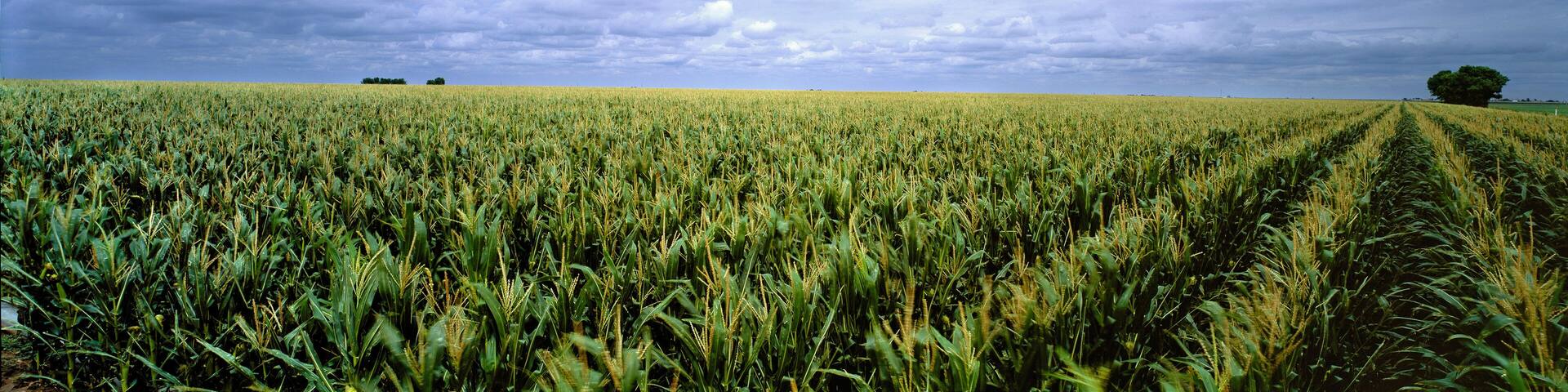 USA, Kansas, Cheyenne County. Cornfields stretch as far as the eye can see in Cheyenne County, Kansas.