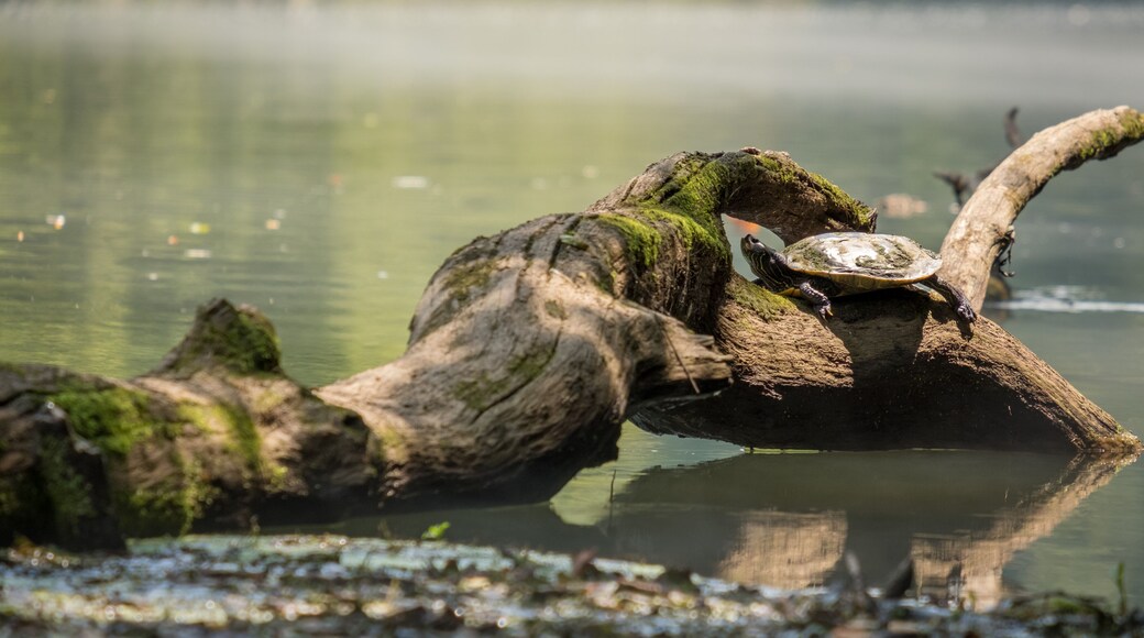 A turtle on a moss-covered log in a calm body of water.