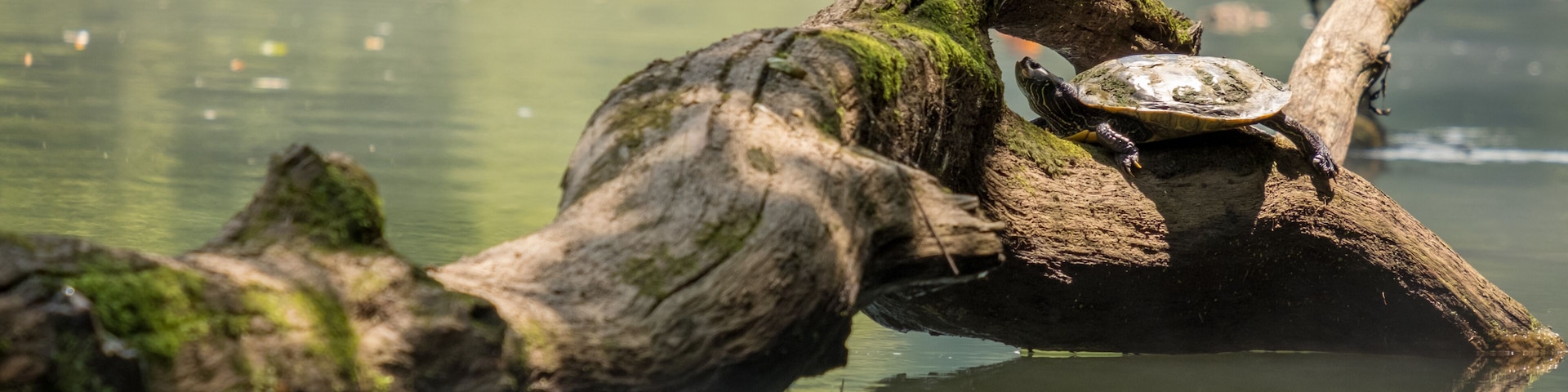Une tortue sur une bûche recouverte de mousse, dans une étendue d’eau calme.