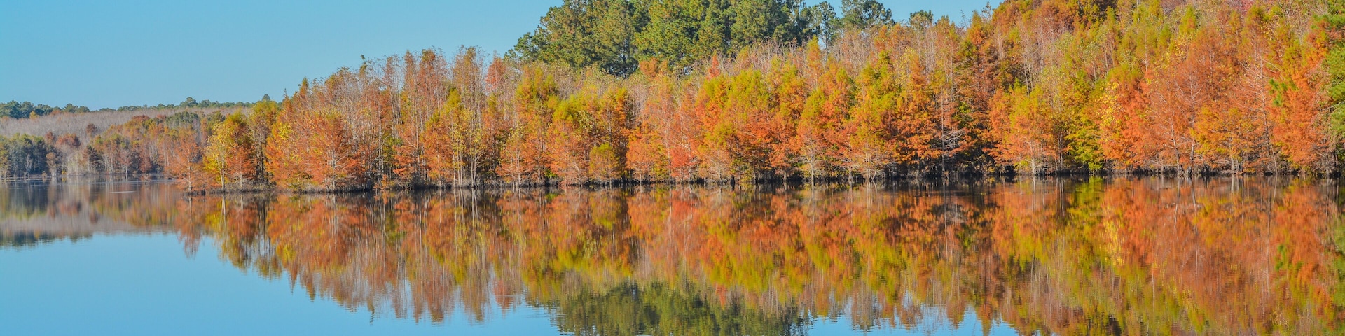 Mirror image of the beautiful colorful leaves on the trees, along the Little Ocmulgee River, McRae, Georgia