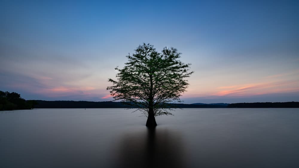 A solitary tree in a calm lake with a clear sky.