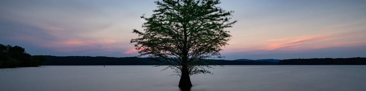 Lone Tree in Jordan Lake, North Carolina at Dusk