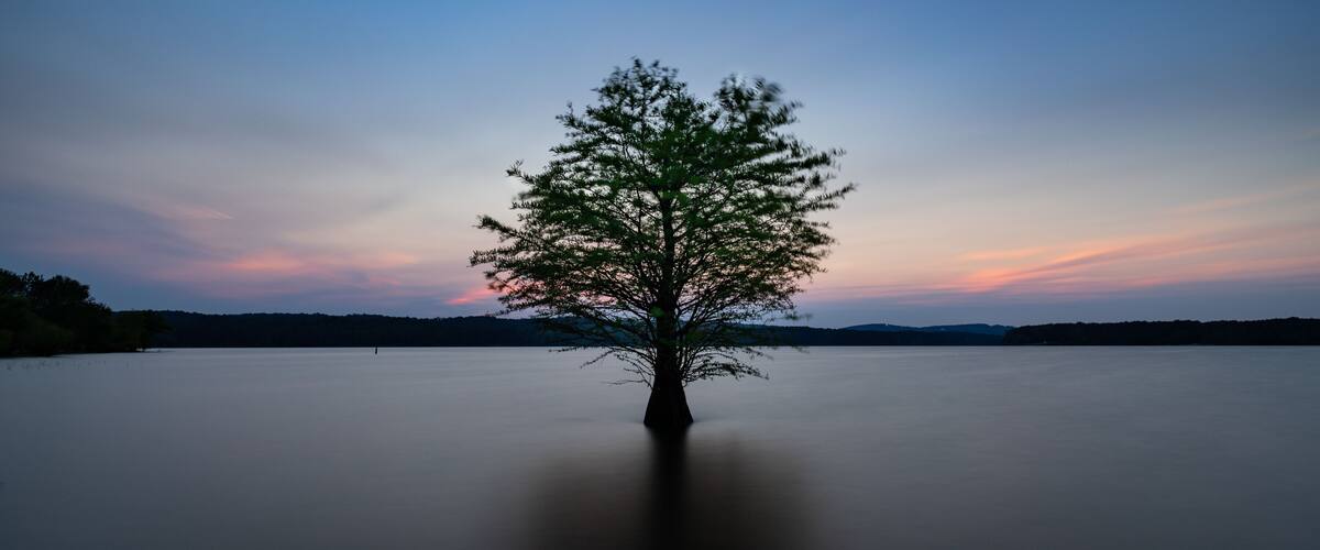 Lone Tree in Jordan Lake, North Carolina at Dusk