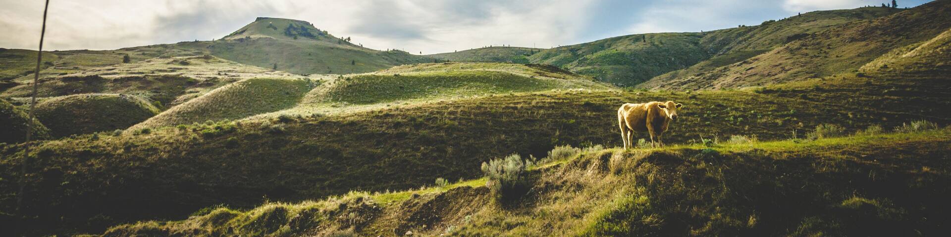 Swawilla Basin Road links the Keller Ferry Dock to Coulee Dam in the Colville Indian Reservation. Beautiful scenery and not a soul in sight during the whole drive. Signs warn of a primitive road as you enter - they're not kidding.
#lifeatexpedia #Nature