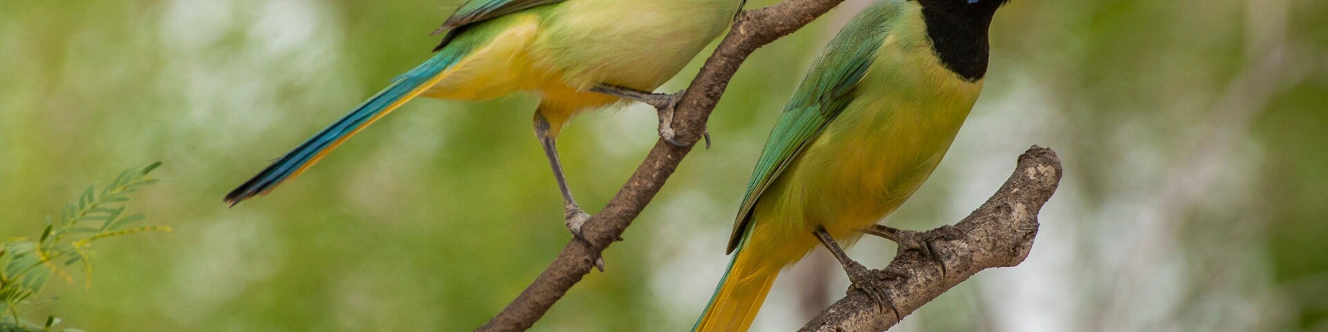 USA, Texas, Hidalgo County. Green jay pair on limb. Credit as: Cathy & Gordon Illg / Jaynes Gallery / DanitaDelimont.com