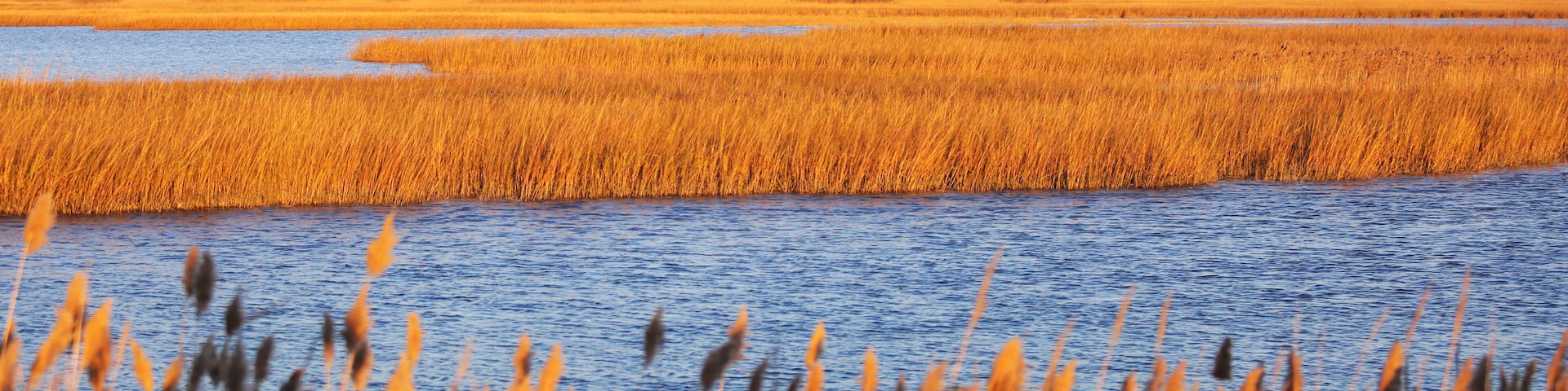 A marshland with tall grasses and water.