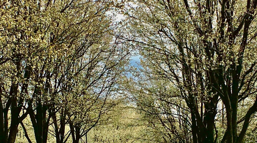 Spring beauty 🌸, make sure to stop and smell the flowers 🌸