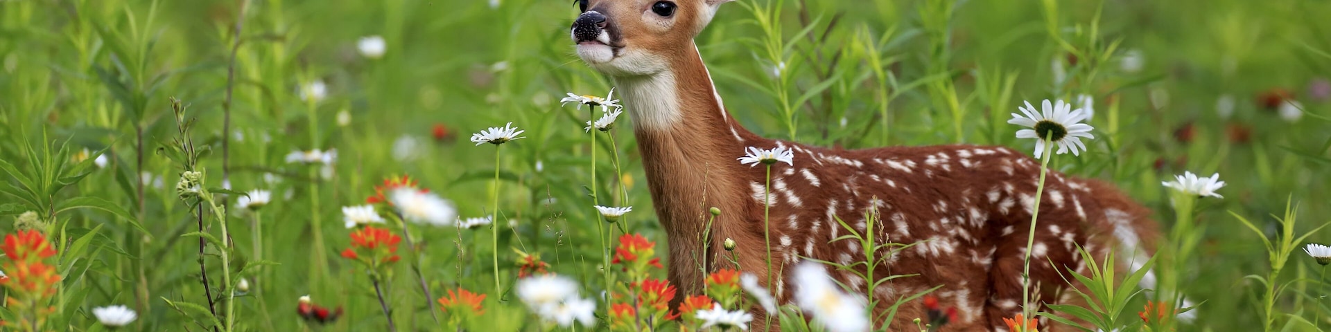 White-tailed deer (Odocoileus virginianus), young animal, ten days, standing in flower meadow, Pine County, Minnesota, USA