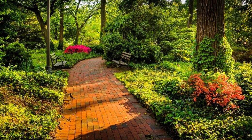 Brick path through a woodland garden at John Hopkins University