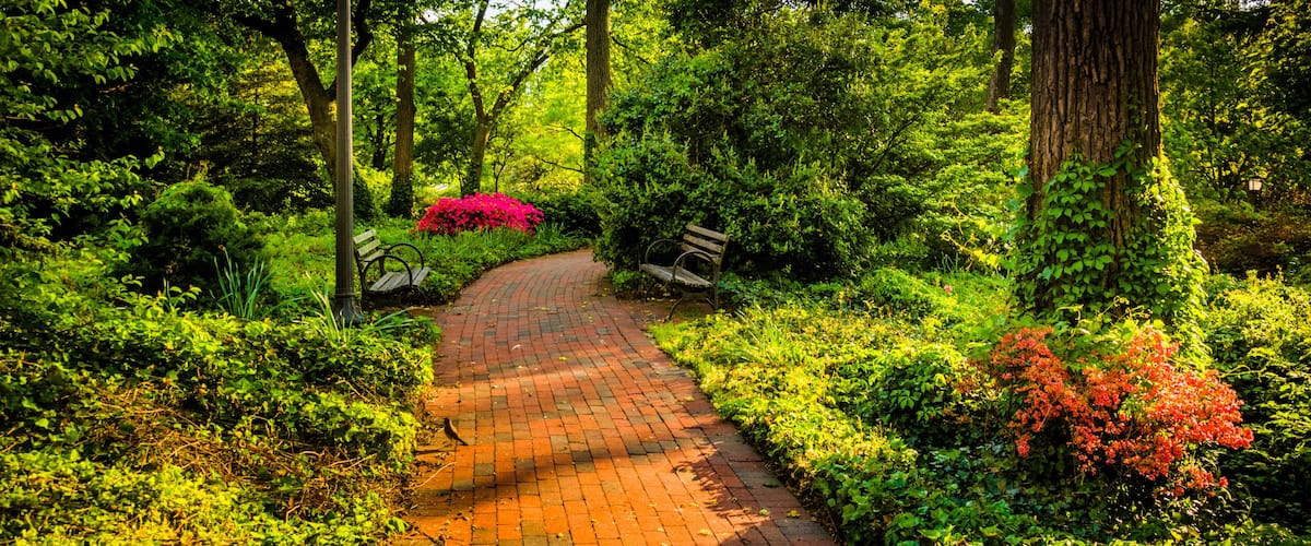 Brick path through a woodland garden at John Hopkins University