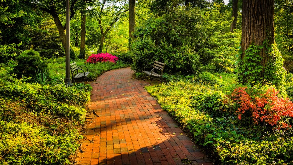 Brick path through a woodland garden at John Hopkins University