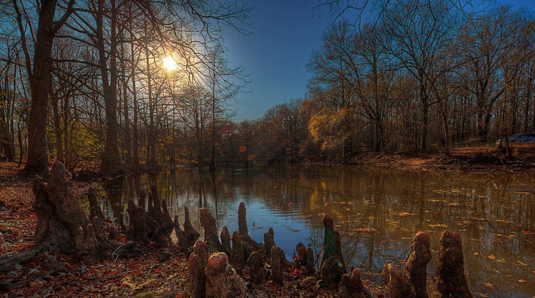 A group of bald knob cypress knees glows in the late evening sunlight.