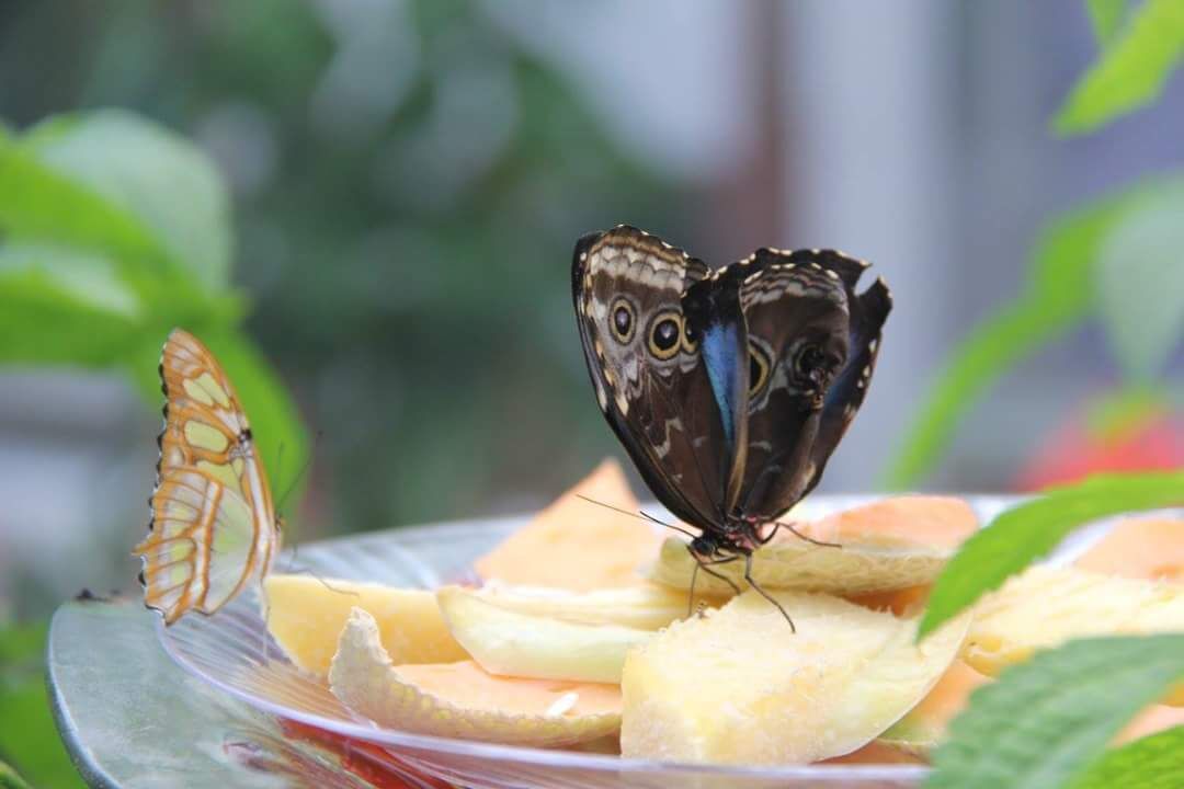 #Photography#Photographer#Butterfly#Nature