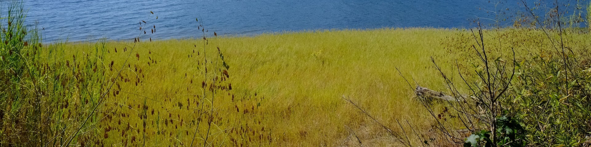 View of Toledo Bend from Sabine National Forest