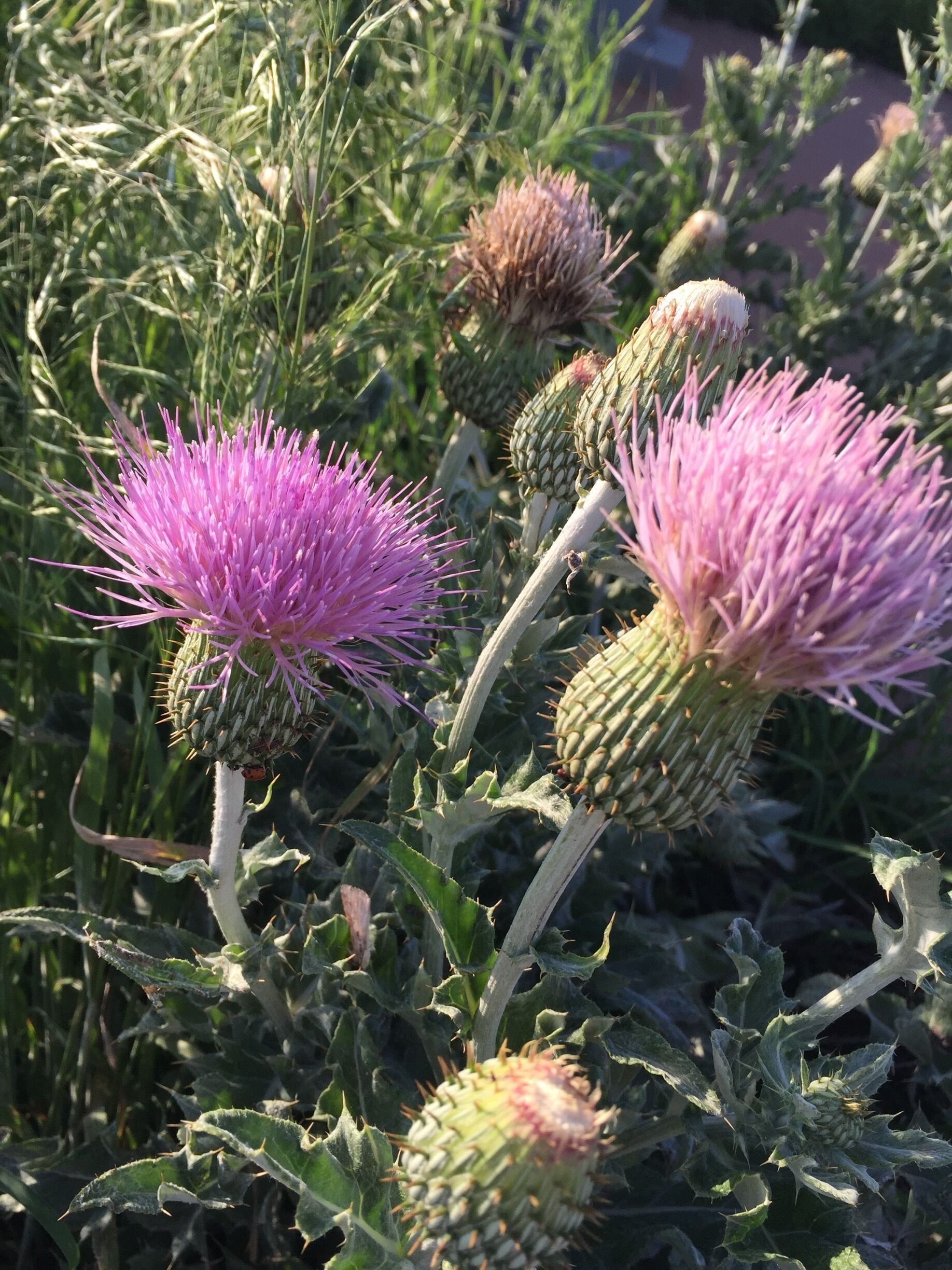 The prairie is in bloom. So many great plants and the birds are quite busy singing and eating bugs. 