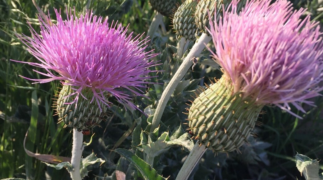 The prairie is in bloom. So many great plants and the birds are quite busy singing and eating bugs.