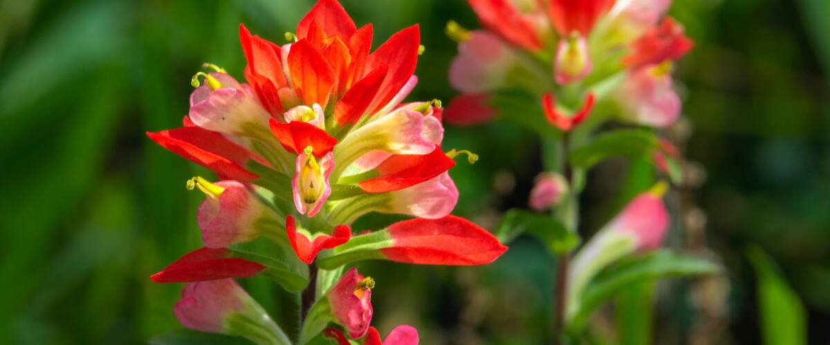 Texas Paintbrush in Fort Bend County, Texas