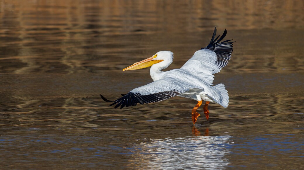 American White Pelican coming in for a landing, Clinton County, Illinois.