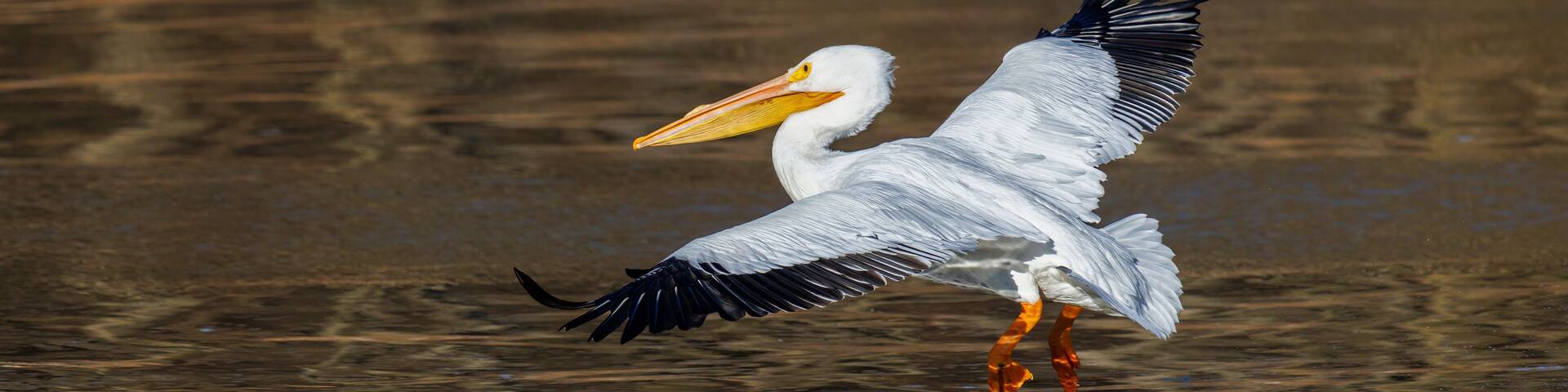 American White Pelican coming in for a landing, Clinton County, Illinois.