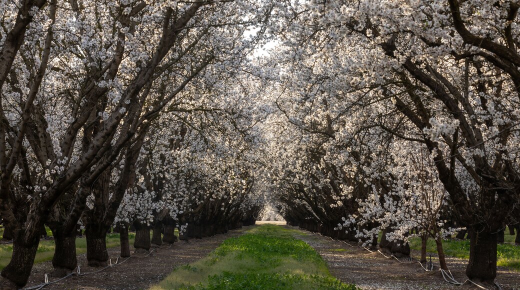 Almond Blossom Tree Tunnel. Modesto, Stanislaus County, California.