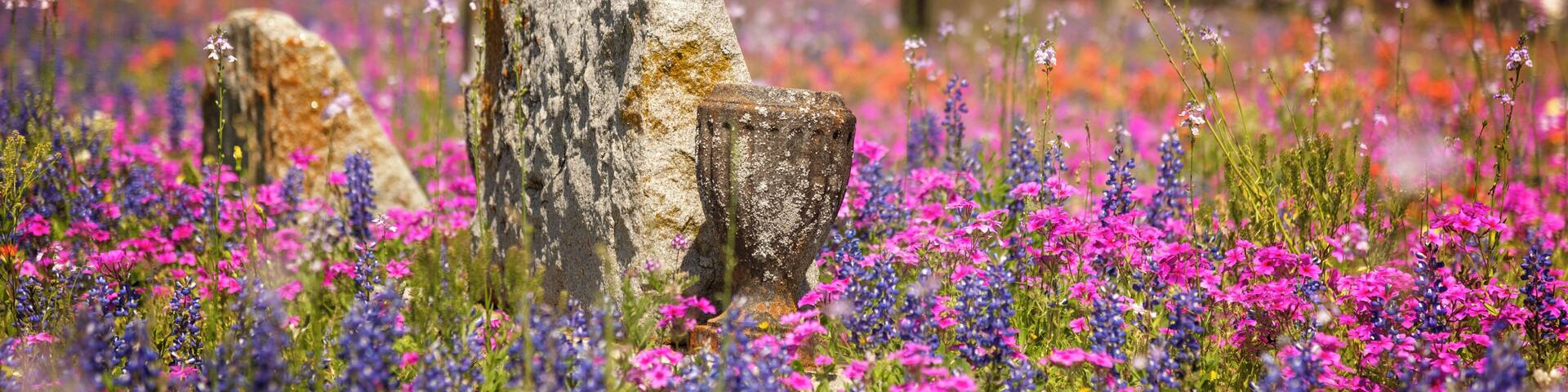 When I die, bury me where the wildflowers grow wild.