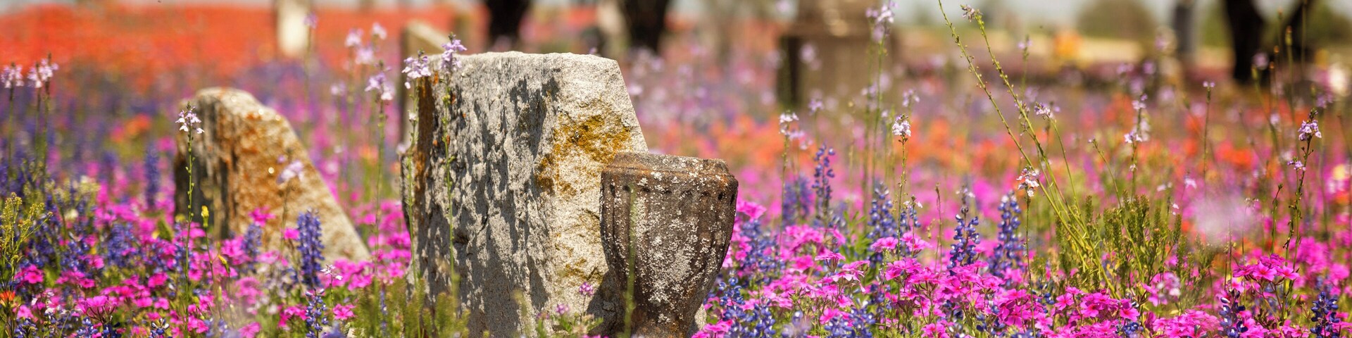 When I die, bury me where the wildflowers grow wild.