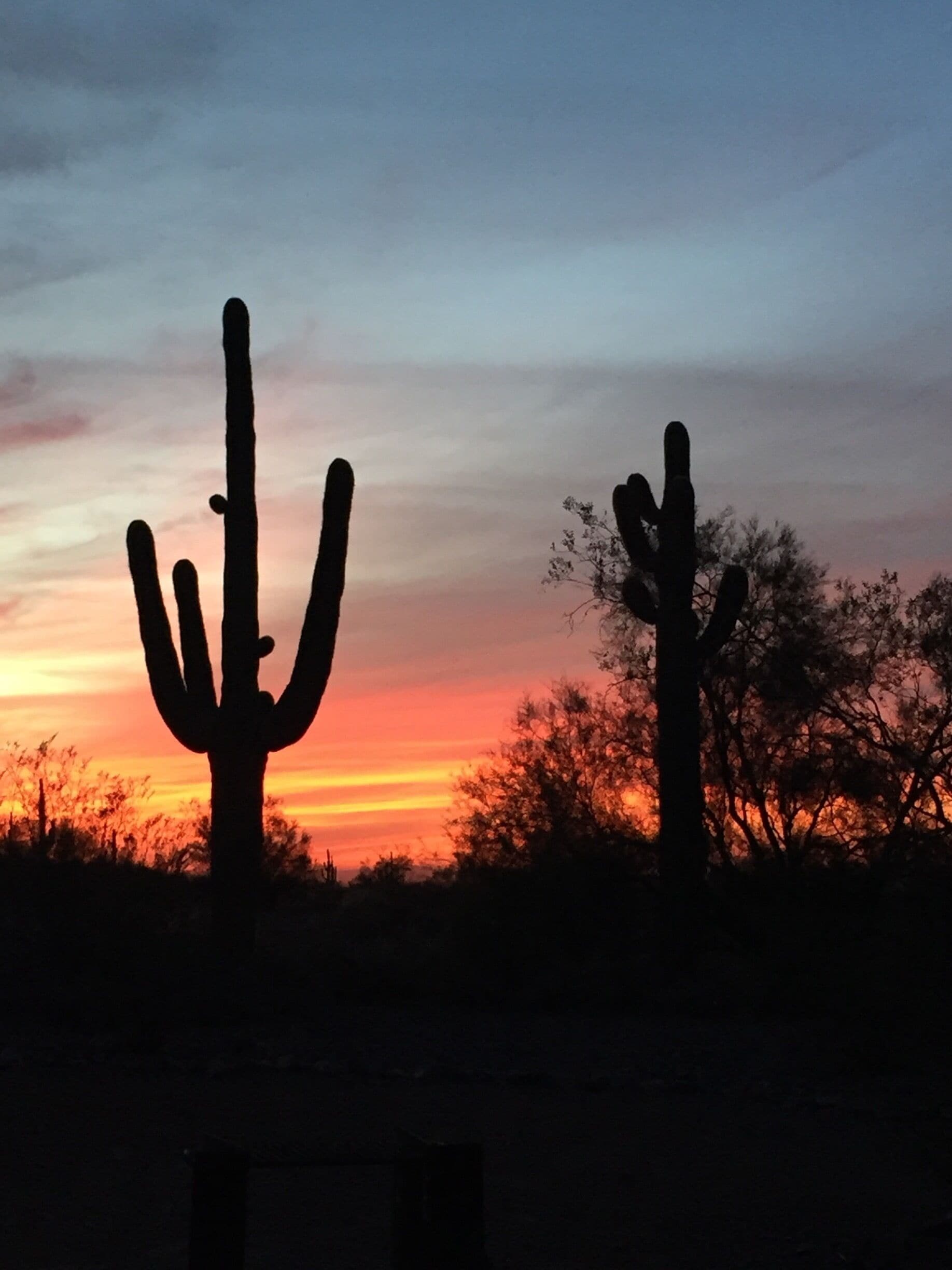 The great Saguaro is so beautiful in the sunset. My favorite desert place south of Tucson. 
#GreatOutdoors