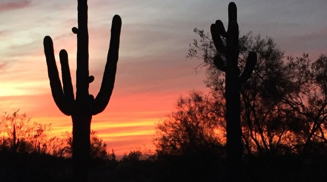The great Saguaro is so beautiful in the sunset. My favorite desert place south of Tucson.
#GreatOutdoors