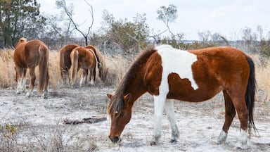 Un grupo de caballos pastando en un campo seco y abierto con vegetación escasa y árboles al fondo.