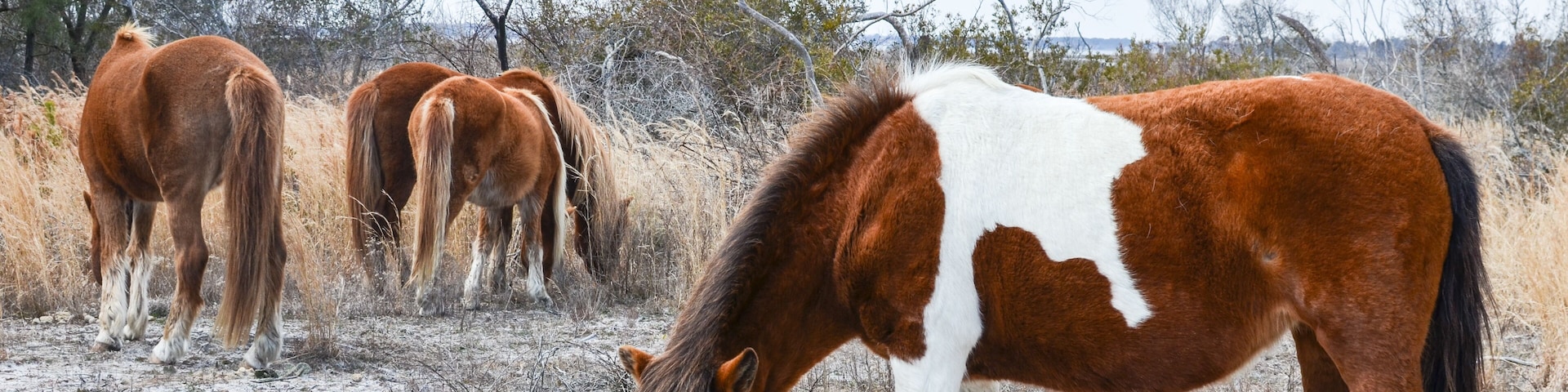 Wild horses grazing - Assateague Island National Seashore, a barrier island in Maryland