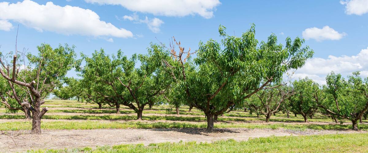 Un verger avec des rangées d’arbres sous un ciel dégagé.