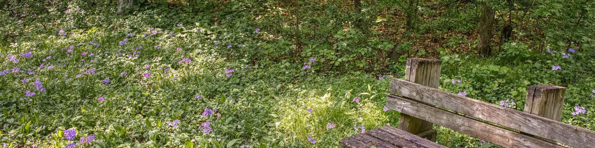 Un banco de madera en un bosque con follaje verde y flores púrpuras.