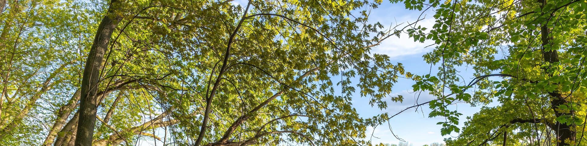Spring flooding on the Mississippi River in Fridley near Minneapolis Minnesota illustrates climate change impacts in the Midwest