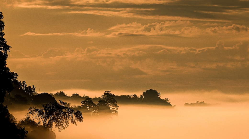 Un paysage brumeux où les arbres se découpent en silhouette sur un ciel nuageux.