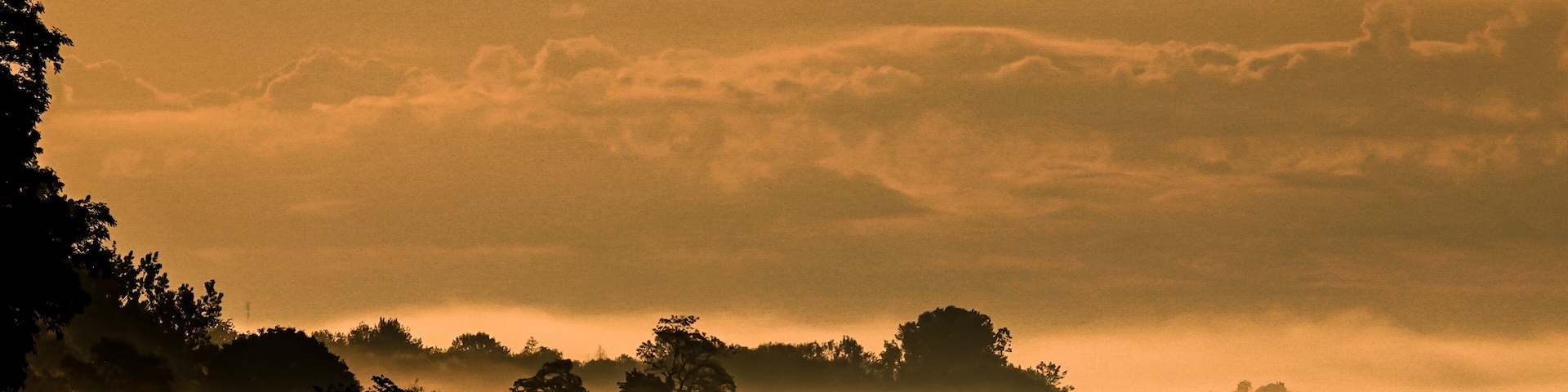 Un paysage brumeux oĂč les arbres se dĂ©coupent en silhouette sur un ciel nuageux.