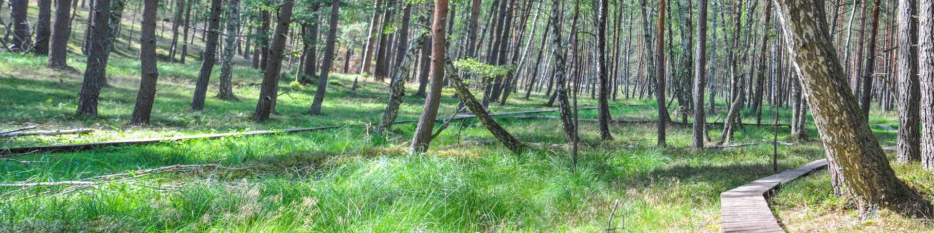 Bory Tucholskie National Park