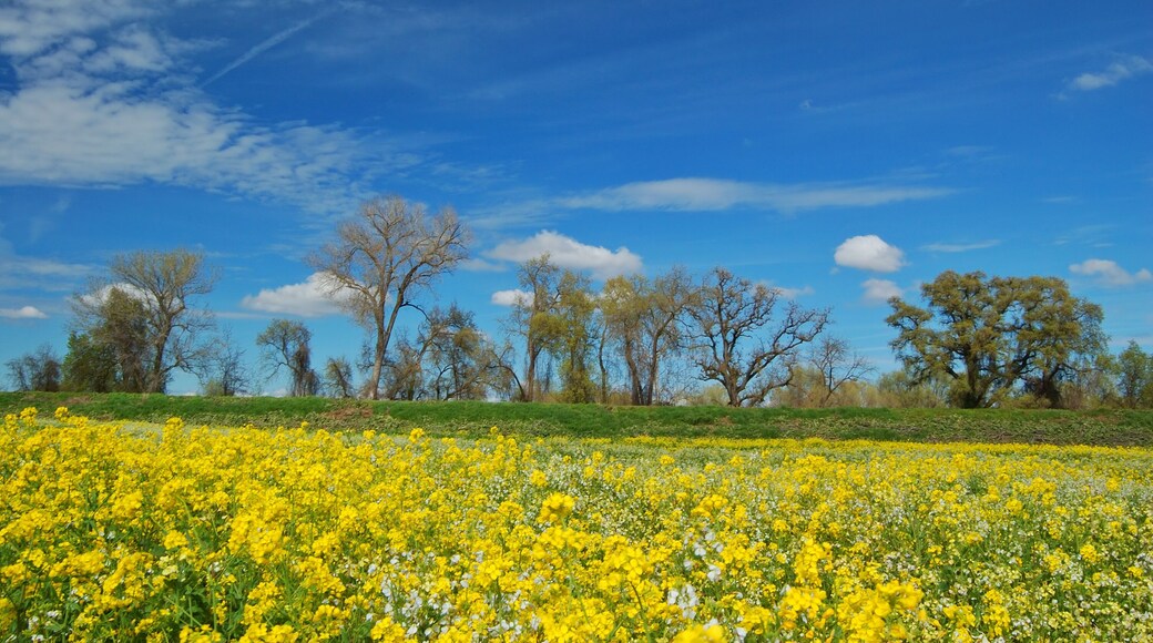 springtime meadow