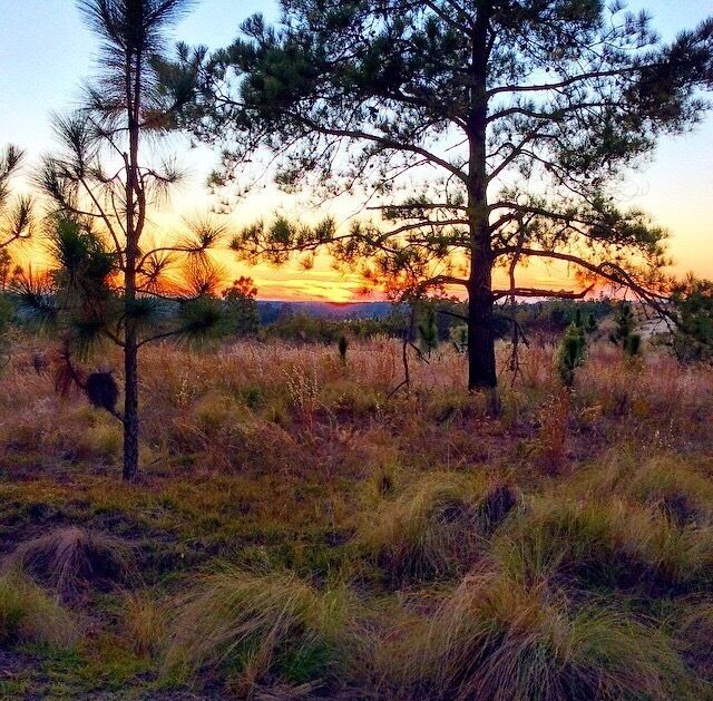 North Carolina has the most beautiful sunsets I have ever seen!