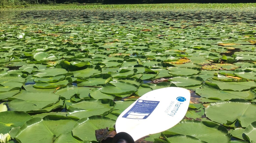 Lake Vesusius, in Ohio. Although the water is probably disgusting, many memories are made here each summer by families looking to go hiking, kayaking, canoeing, or just take a nice swim and maybe jump off a few rocks.