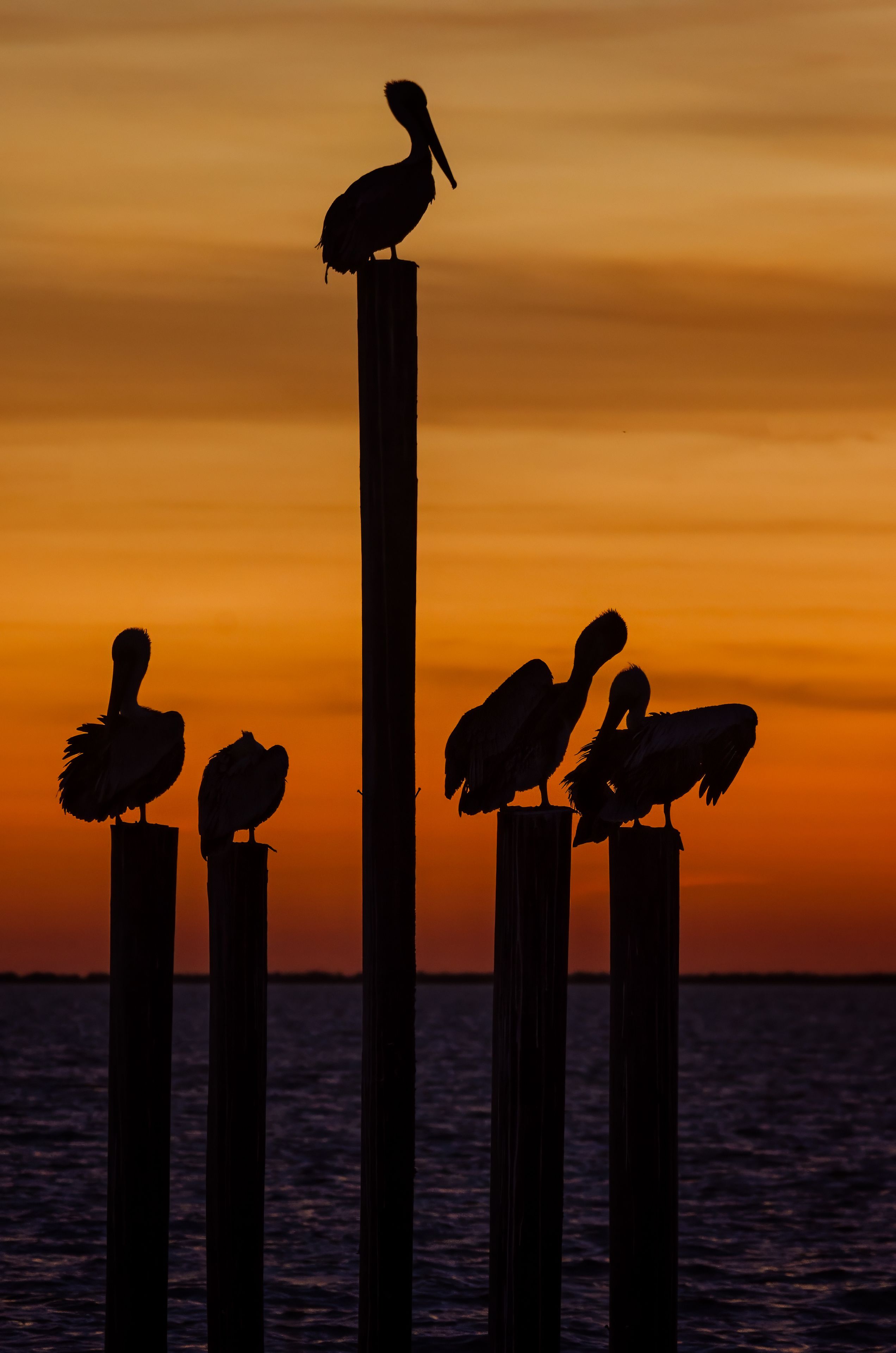 A group of pelicans perched on wooden posts against a sunset backdrop.
